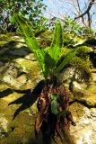 Phyllitis scolopendrium