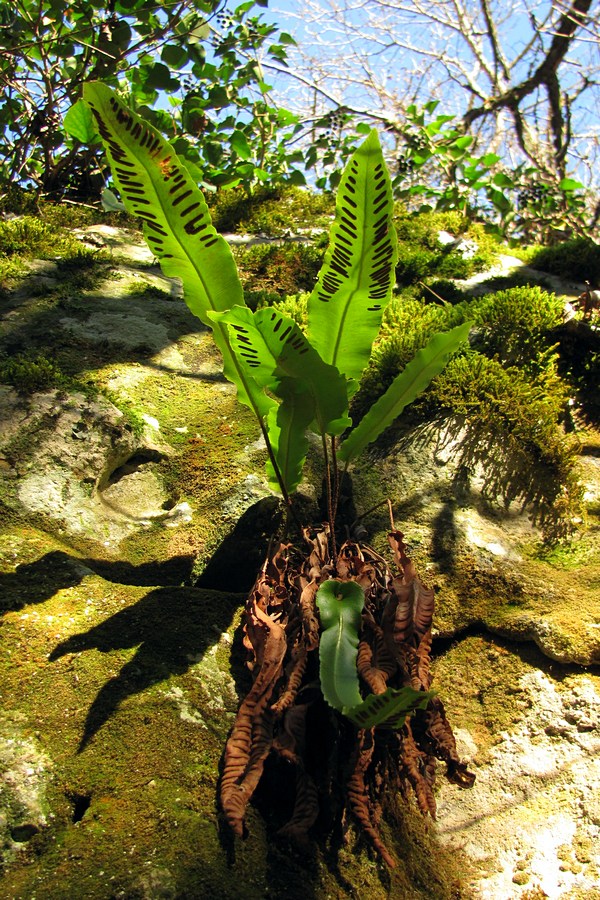 Image of Phyllitis scolopendrium specimen.