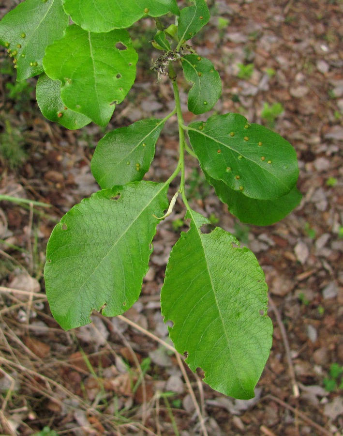 Изображение особи Salix caprea.