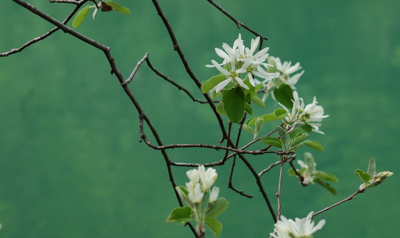 Image of Amelanchier ovalis specimen.