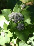 Arctium tomentosum