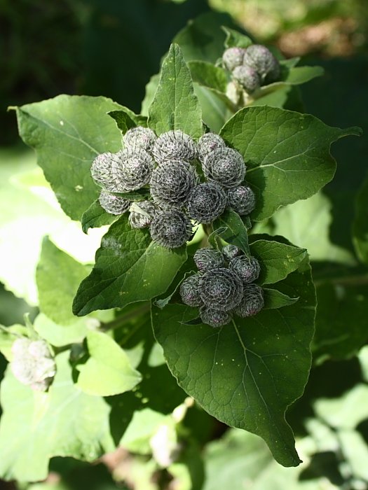 Image of Arctium tomentosum specimen.