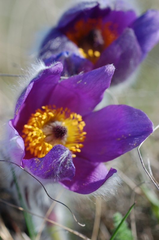 Изображение особи Pulsatilla taurica.