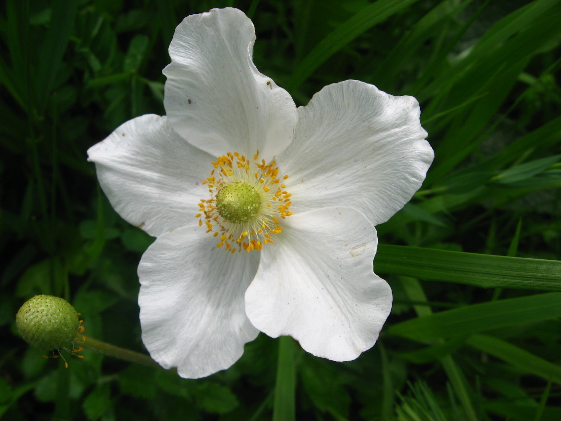 Image of Anemone sylvestris specimen.