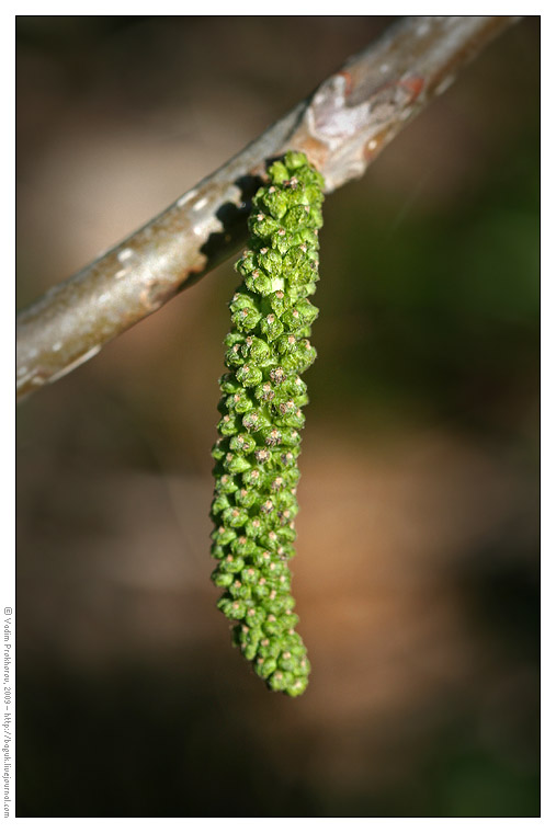 Изображение особи Juglans cinerea.