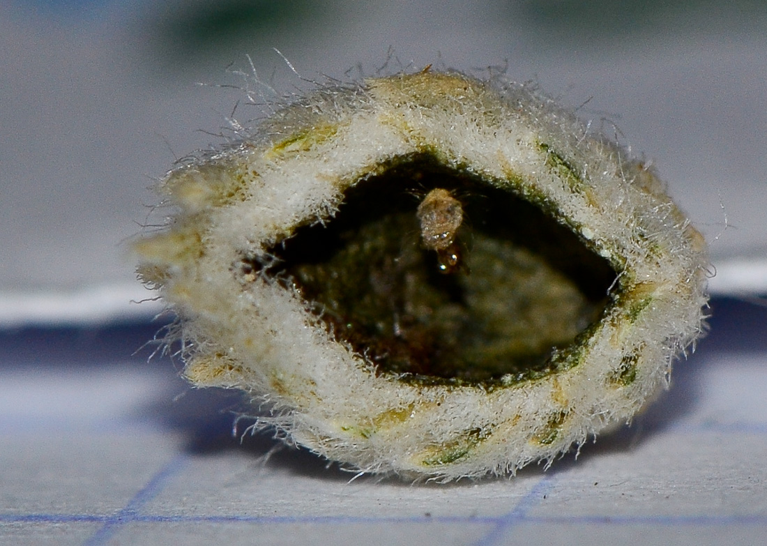 Image of Salsola cyclophylla specimen.