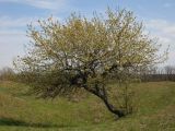 Pyrus communis. Расцветающее дерево. Ростовская обл., Неклиновский р-н, Троицкое с/п, балка. 20.04.2013.