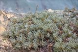 Astragalus arnacanthoides