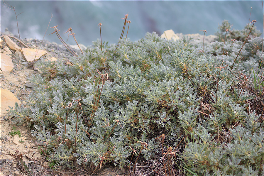 Image of Astragalus arnacanthoides specimen.