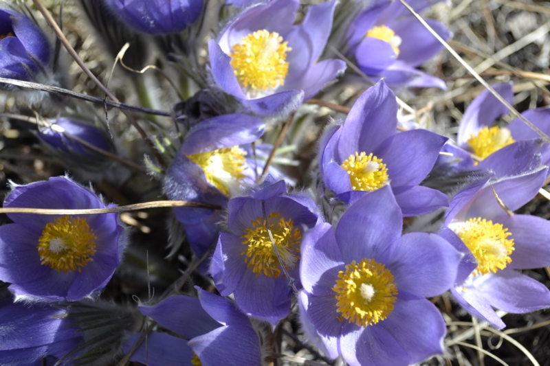 Изображение особи Pulsatilla multifida.