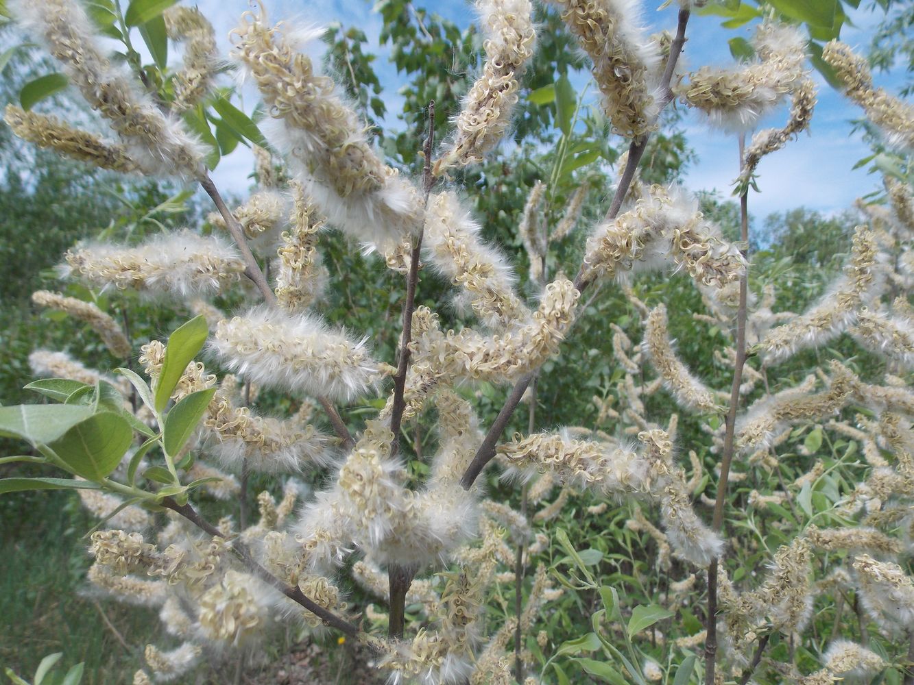 Image of Salix cinerea specimen.