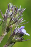 Nepeta parviflora. Соцветия. Ростовская обл., Неклиновский р-н, Большенеклиновское с/п, дол. р. Сарматская. 20.05.2013.