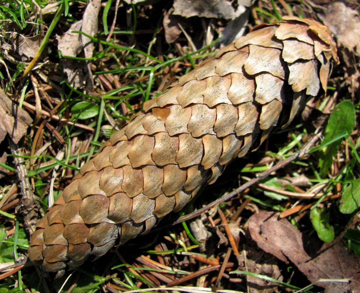 Image of Picea abies specimen.