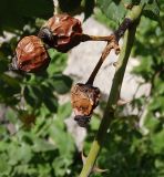 genus Rosa. Прошлогодние плоды. Крым, окр. пос. Никита, Никитская расселина. 24.05.2013.