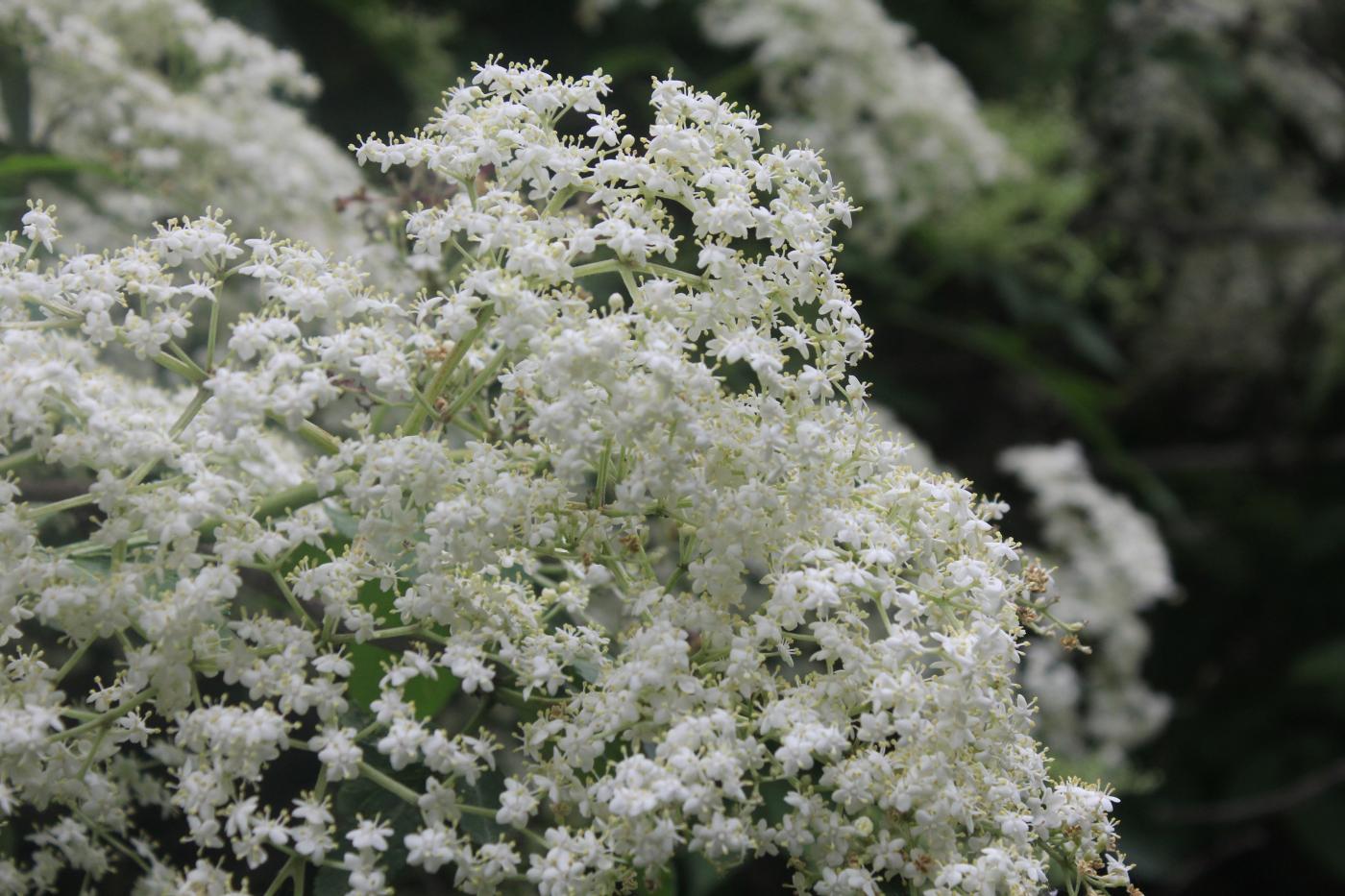 Изображение особи Sambucus nigra.