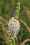 Plantago urvillei