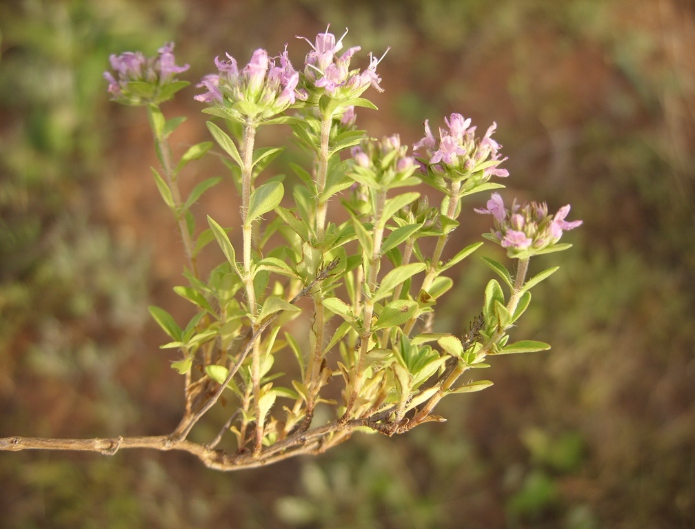 Изображение особи Thymus guberlinensis.