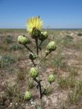 Centaurea salonitana