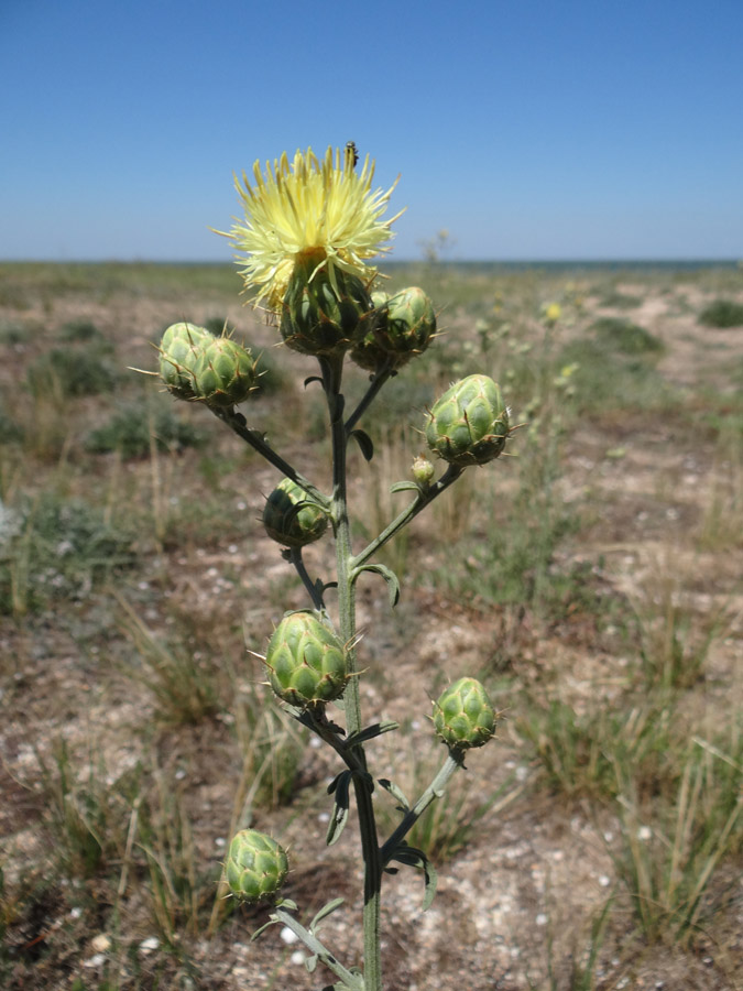 Image of Centaurea salonitana specimen.