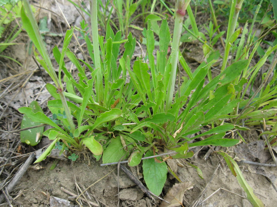 Изображение особи Silene chlorantha.