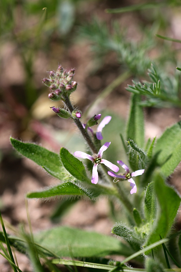 Изображение особи Strigosella turkestanica.