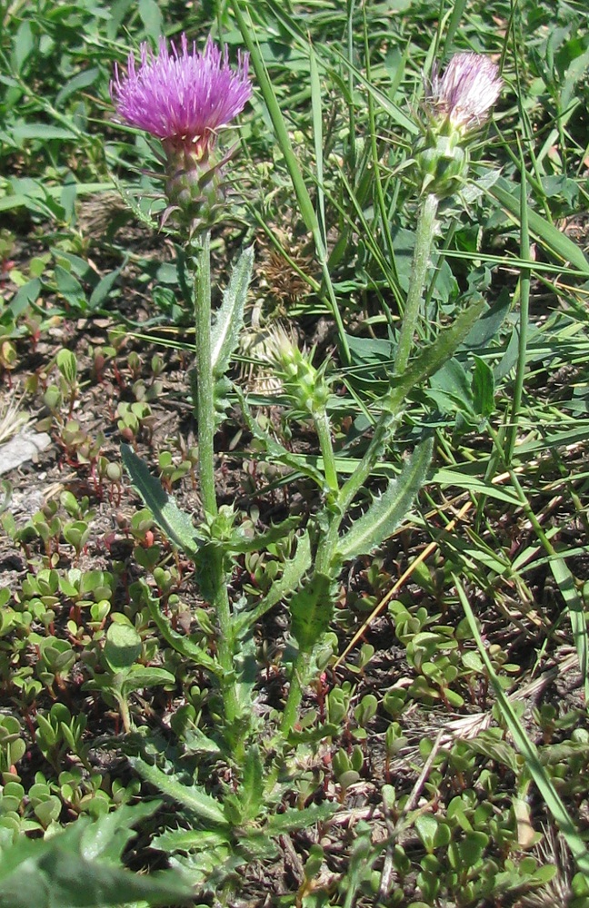 Image of genus Carduus specimen.