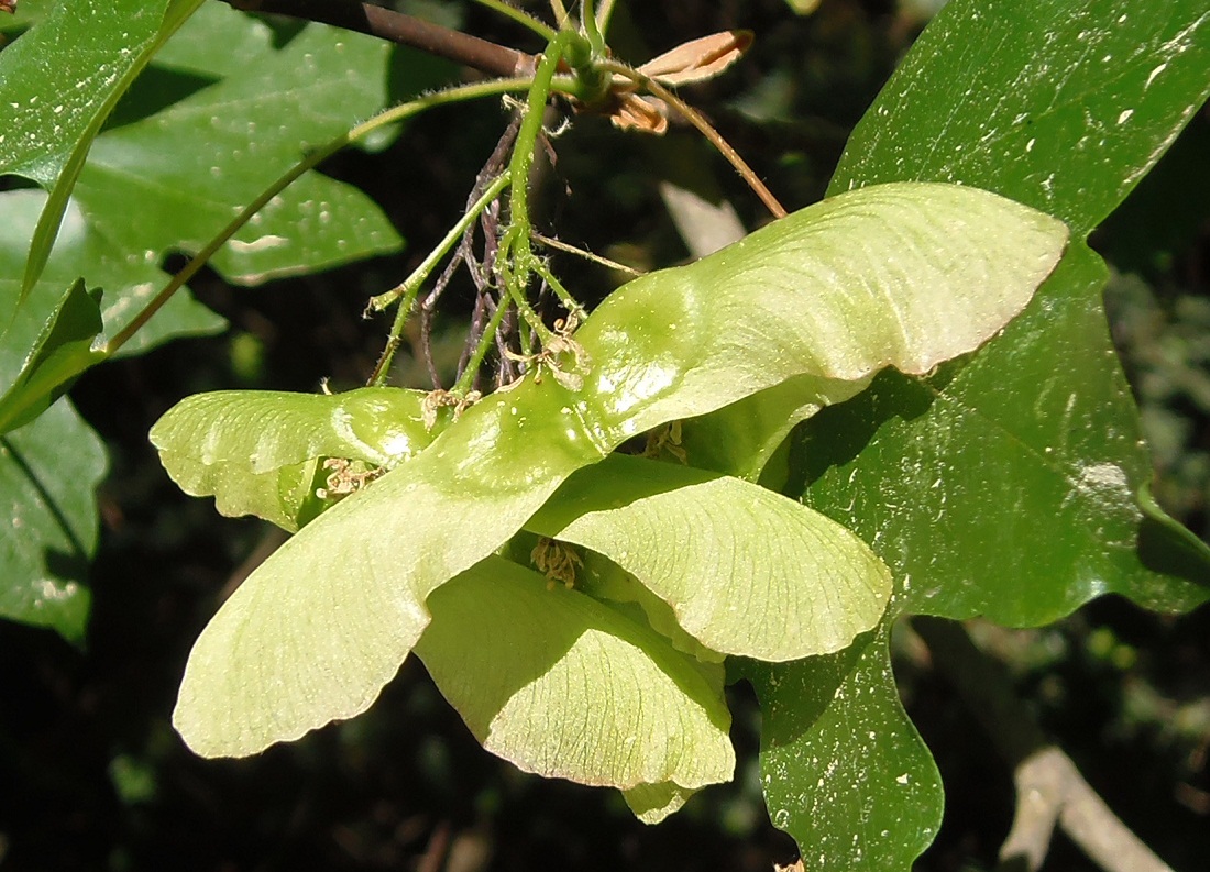 Image of Acer cappadocicum specimen.