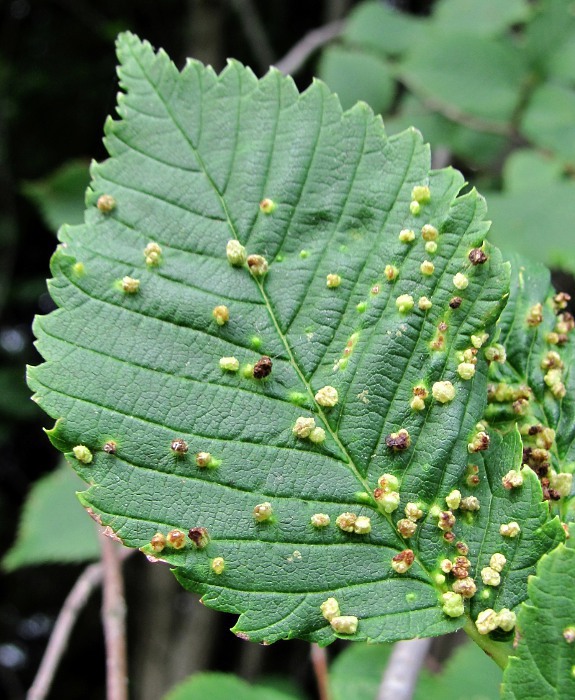 Изображение особи Ulmus glabra.