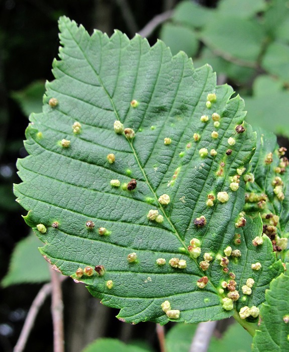 Image of Ulmus glabra specimen.