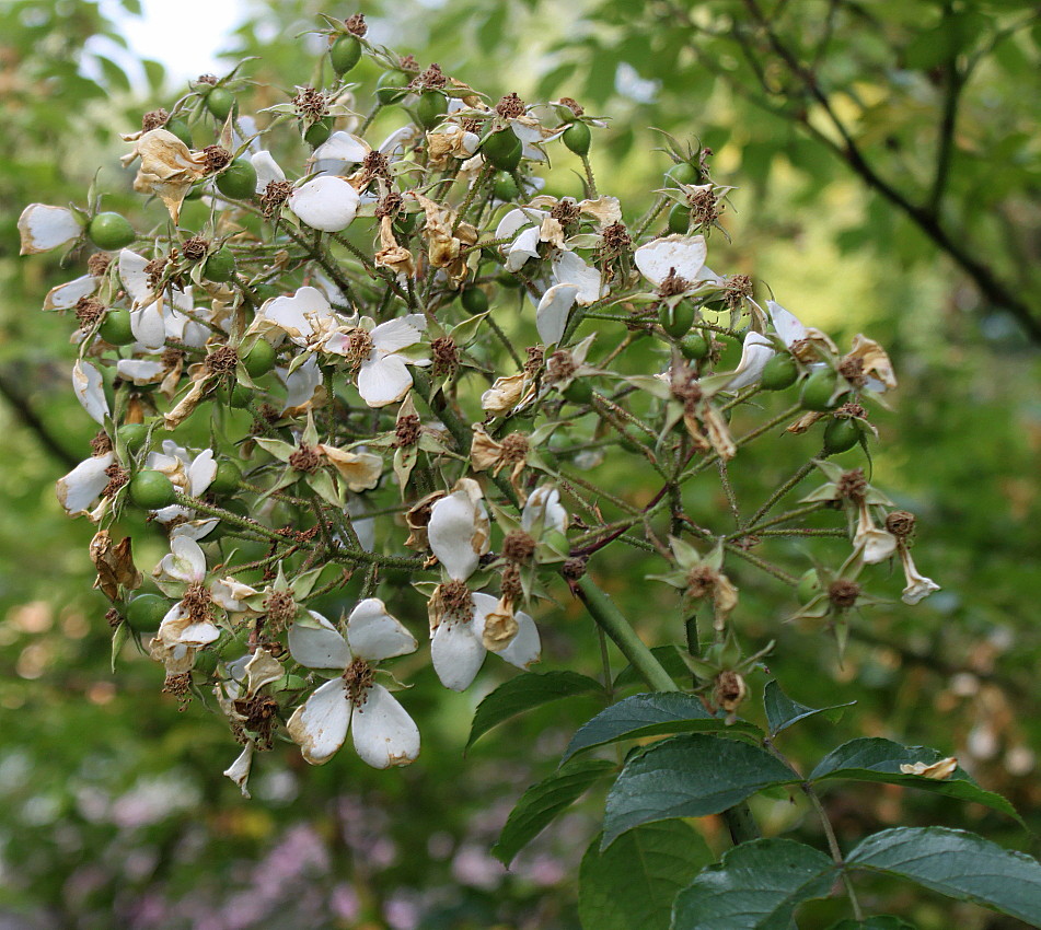 Image of Rosa filipes specimen.