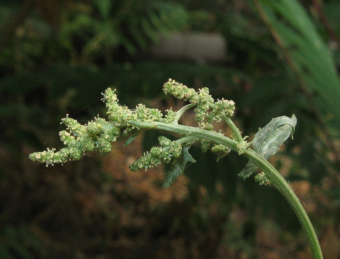 Image of Atriplex micrantha specimen.
