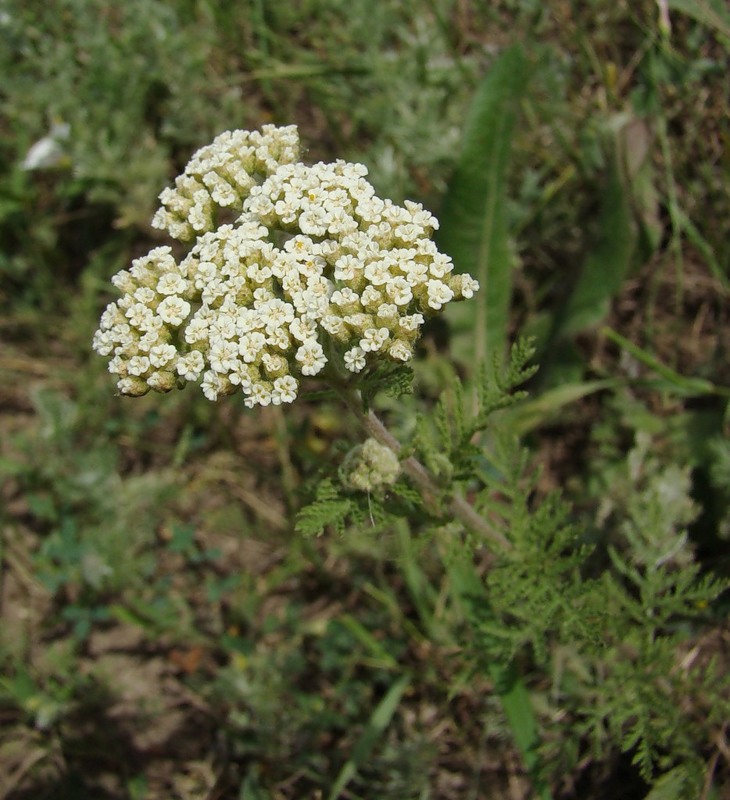 Image of Achillea nobilis specimen.