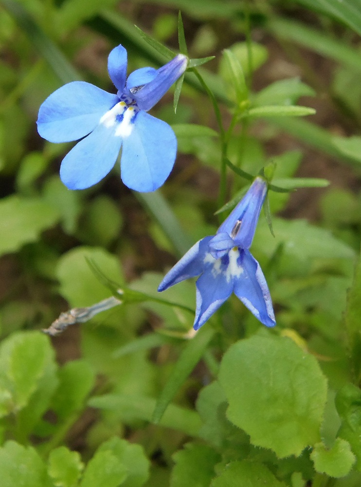 Изображение особи Lobelia erinus.