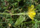 Leontodon caucasicus