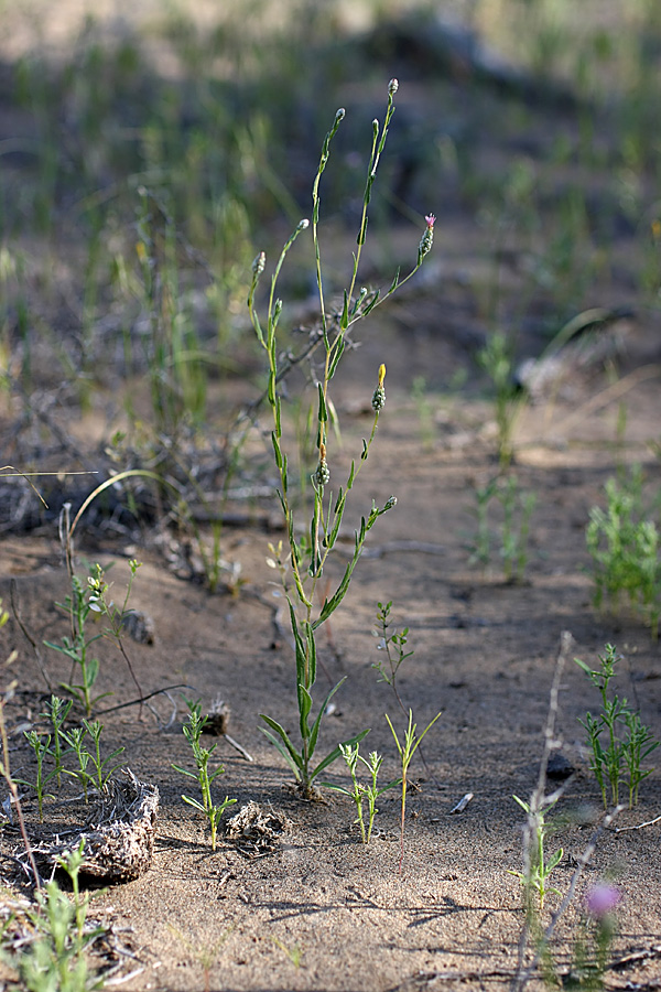 Image of Hyalea pulchella specimen.