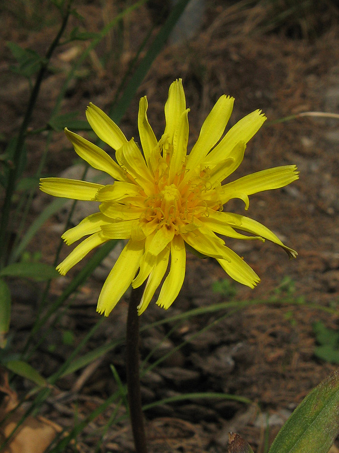 Image of Taraxacum hybernum specimen.