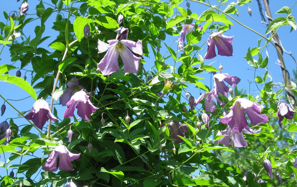 Image of Clematis viticella specimen.