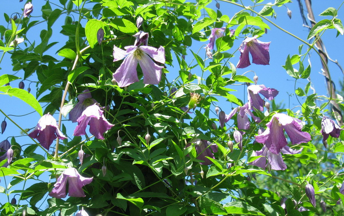 Изображение особи Clematis viticella.