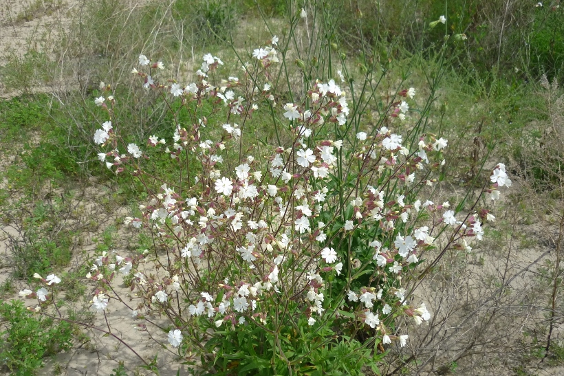 Image of Melandrium album specimen.