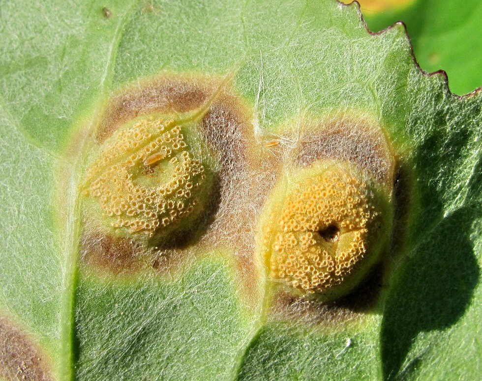 Image of Petasites spurius specimen.