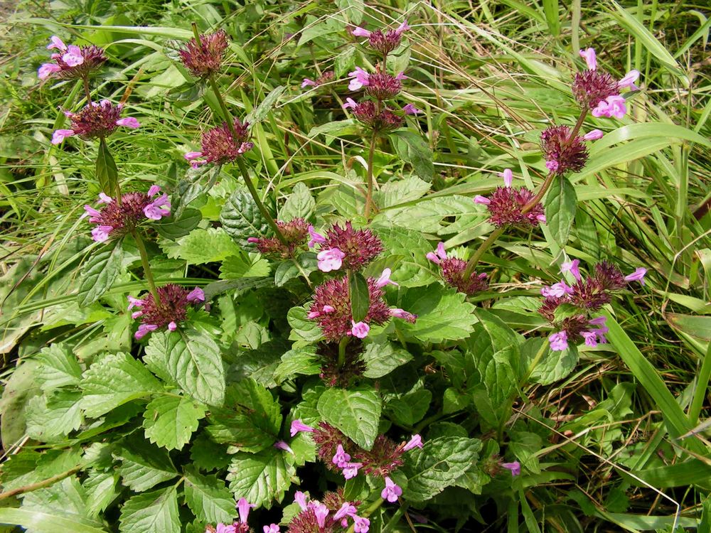 Image of Clinopodium chinense specimen.