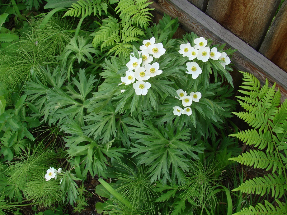 Изображение особи Anemonastrum crinitum.