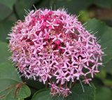 Clerodendrum bungei