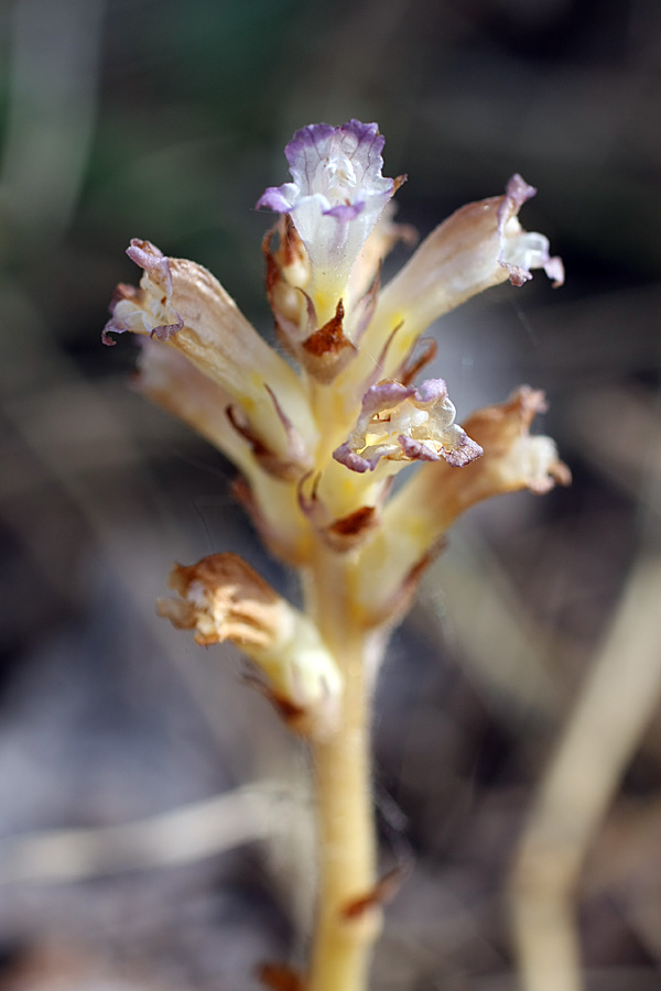 Image of Orobanche amoena specimen.