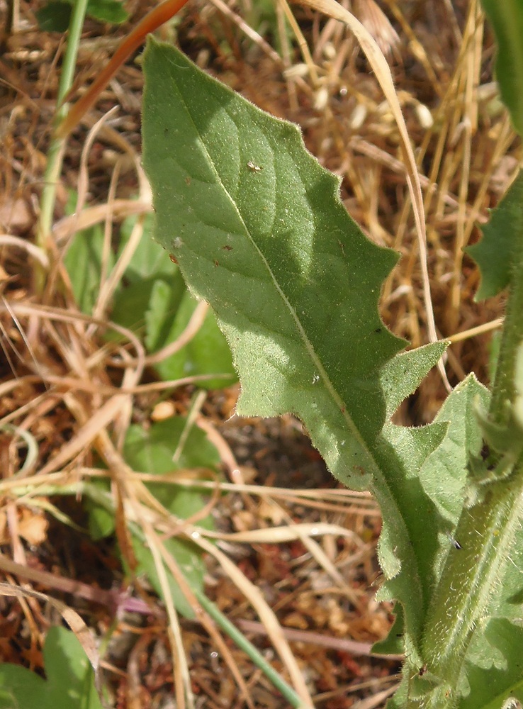 Изображение особи Crepis pulchra.