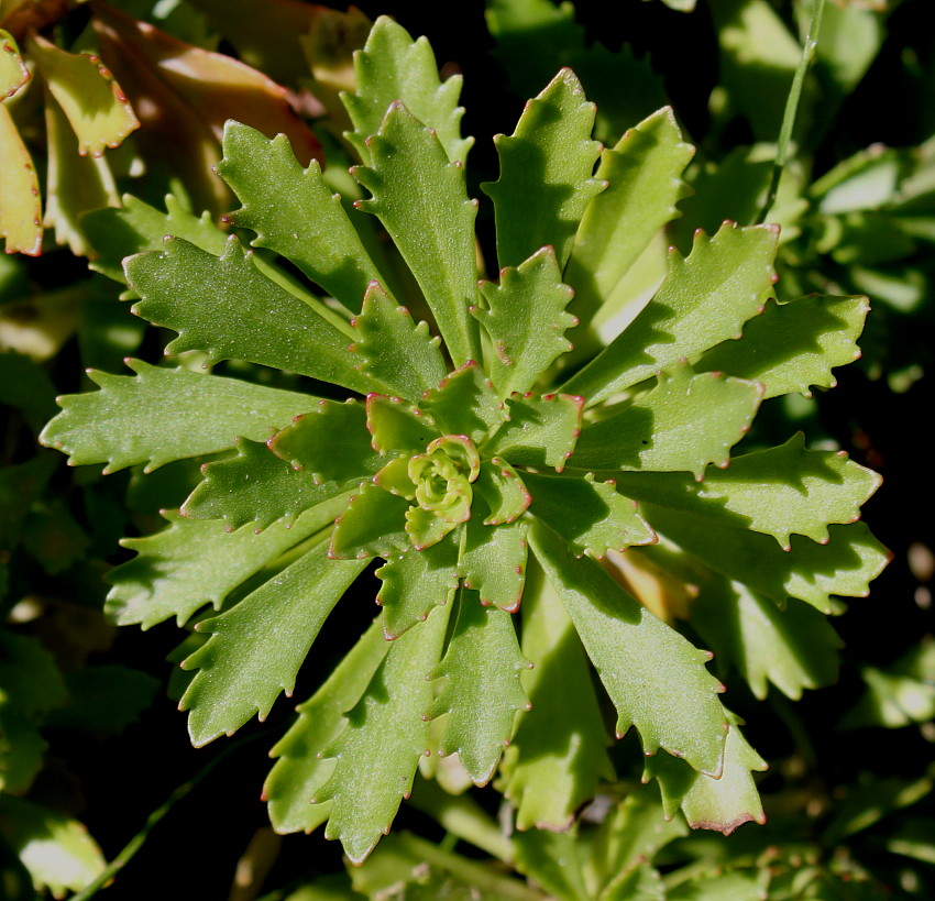 Image of Aizopsis kamtschatica specimen.