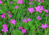 Dianthus deltoides