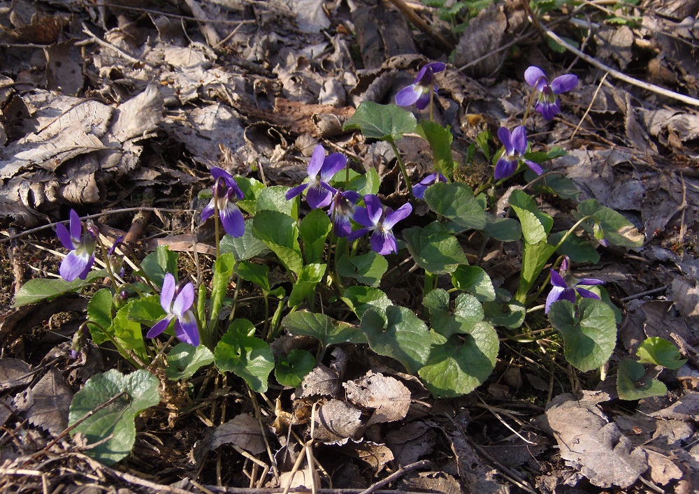 Изображение особи Viola odorata.