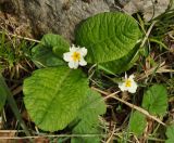 Primula vulgaris. Цветущее растение. Краснодарский край, окр. пос. Мезмай, гора Зауда. 30.04.2014.