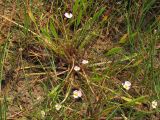 Baldellia ranunculoides. Цветущее растение во влажной ложбине между приморскими дюнами. Нидерланды, Северное море, остров Схирмонниког. Июнь 2007 г.